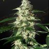 Foto Skunk auto 100% green house
