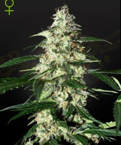 Foto Skunk auto 100% green house