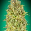 Foto Skunk 47 100% advanced seeds