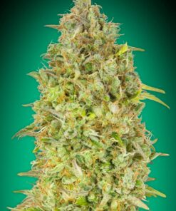 Foto Skunk 47 100% advanced seeds