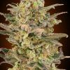 Foto Somango glue 100% advanced seeds