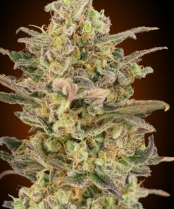 Foto Somango glue 100% advanced seeds