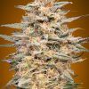 Foto Somango widow 100% advanced seeds