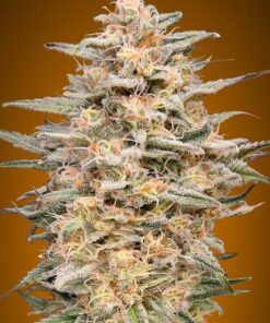 Foto Somango widow 100% advanced seeds