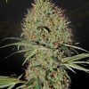 Foto Super bud auto green house