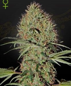 Foto Super bud auto green house