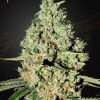 Foto Super critical 100% green house