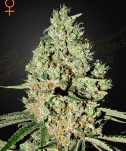 Foto Super critical 100% green house