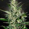 Foto Super critical auto green house