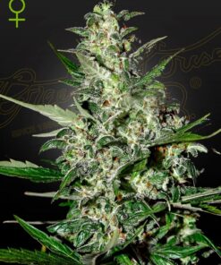 Foto Super critical auto green house