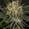 Foto Super lemon haze x banana punch 100% green house