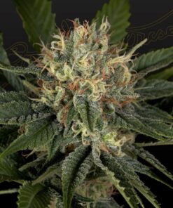 Foto Super lemon haze x banana punch 100% green house