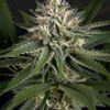 Foto Super lemon haze x gelato clone 100% green house