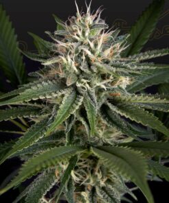 Foto Super lemon haze x gelato clone 100% green house