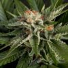 Foto Super lemon haze x gelato 100% green house 10 unidades