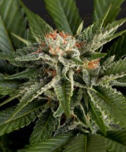 Foto Super lemon haze x gelato 100% green house 10 unidades