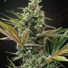 Foto Super lemon haze cbd green house