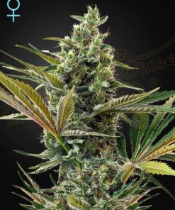 Foto Super lemon haze cbd green house