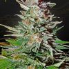 Foto Super lemon haze auto green house