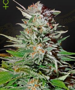 Foto Super lemon haze auto green house