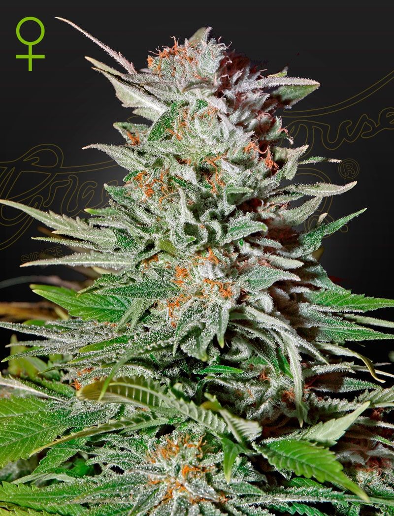 Super lemon haze auto green house Foto Super lemon haze auto green house