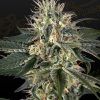 Foto Super lemon haze x strawberry banana x bubba kush 100% green house 10 unidades