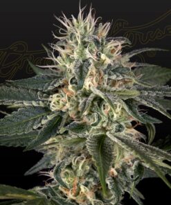 Foto Super lemon haze x strawberry banana x bubba kush 100% green house 10 unidades