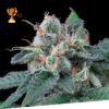 Foto Super mandarina 100% exclusive seeds bank