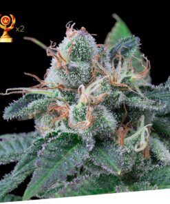 Foto Super mandarina 100% exclusive seeds bank
