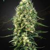 Foto Super silver haze cbd green house