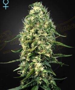 Foto Super silver haze cbd green house