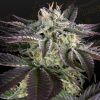 Foto Sweet valley kush x amnesia x dosidos 100% green house