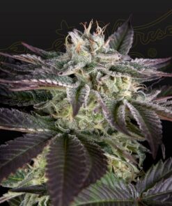 Foto Sweet valley kush x amnesia x dosidos 100% green house