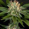 Foto Sweet valley kush x california black roze 100% green house