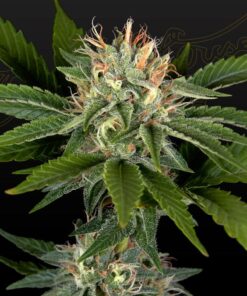 Foto Sweet valley kush x california black roze 100% green house