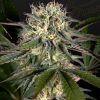 Foto Sweet valley kush x swazilandia 100% green house
