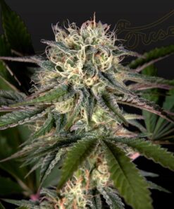 Foto Sweet valley kush x swazilandia 100% green house