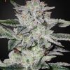 Foto Sweet valley kush 100% green house