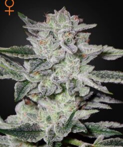Foto Sweet valley kush 100% green house