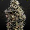 Foto Sweet mango auto green house