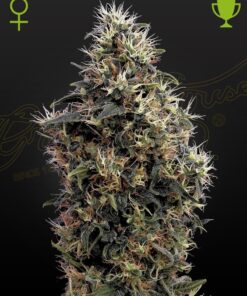 Foto Sweet mango auto green house