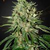 Foto The doctor 100% green house