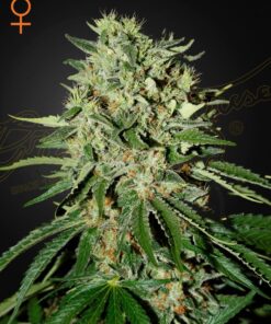 Foto The doctor 100% green house