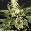 Foto Train wreck 100% green house