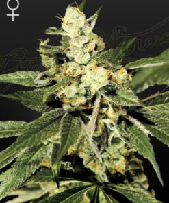 Foto Train wreck 100% green house