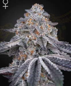 Foto Velvet moon 100% green house
