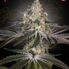 Foto White widow 100% green house