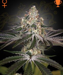 Foto White widow 100% green house