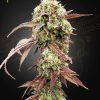 Foto West coast og x gelato 41 auto green house