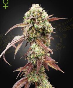 Foto West coast og x gelato 41 auto green house